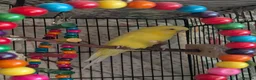 Budgerigars birds for sale: Male Leucistic Budgie - Henry in Sheffield - Advert 2