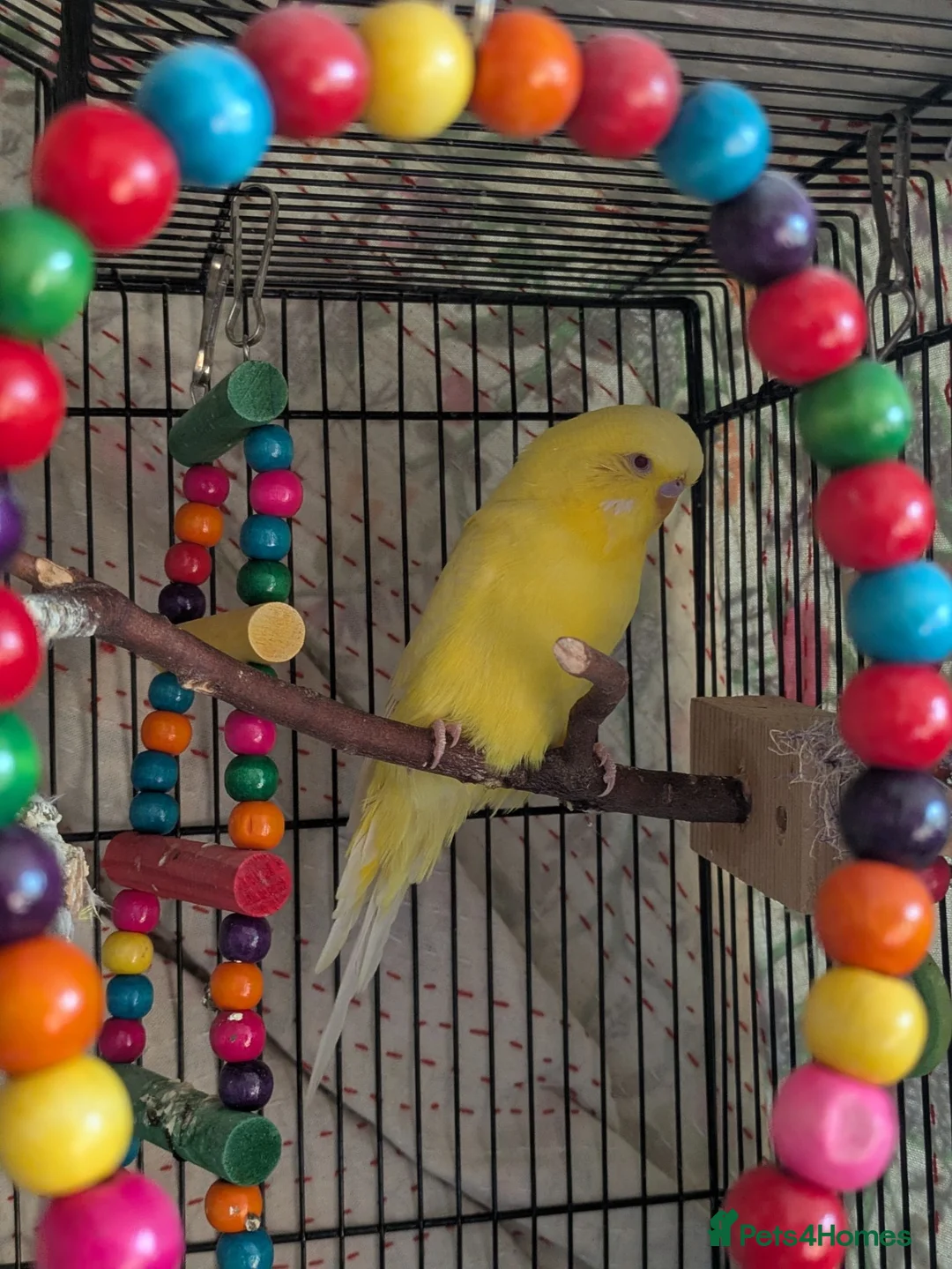 Budgerigars birds for sale: Male Leucistic Budgie - Henry in Sheffield - Advert 2