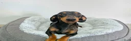 Dachshund dogs for sale: Beautiful Standard Dachshund Puppies  - Advert 30