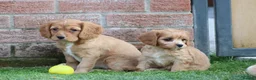 Cockapoo dogs for sale: Beautiful Cockerlierpoo puppies for sale - Advert 19