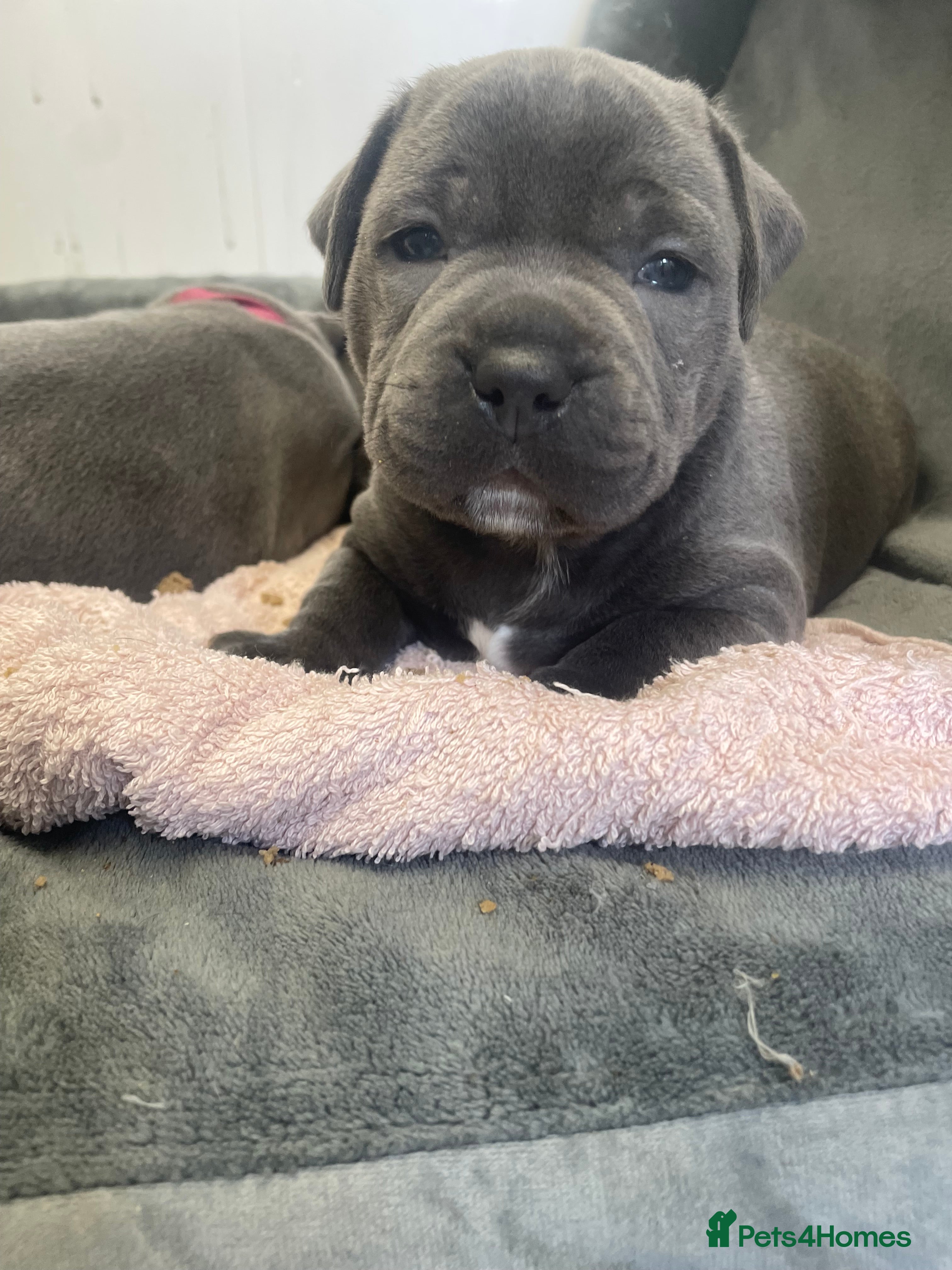 Staffordshire Bull Terrier dogs Blue Staffordshire Bull Terriers K.C Registered - Advert 2