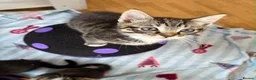 Mixed Breed cats for sale: 5 Beautiful kittens for sale - Advert 21