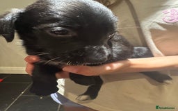 Mixed Breed dogs for sale: Sprollies - Image 8