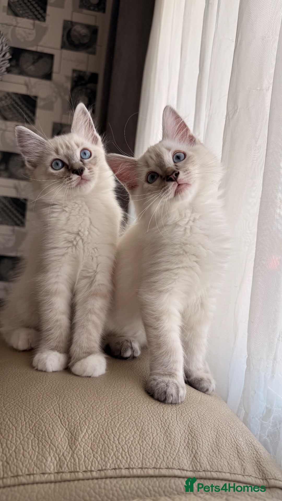 Ragdoll cats 2 Boys Left! - Ready to Leave Now 💙🩷 - Advert 17