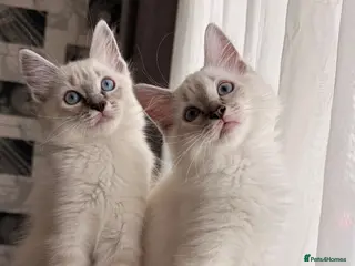 Ragdoll cats 2 Boys Left! - Ready to Leave Now 💙🩷 - Advert 17