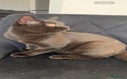 British Shorthair cats for sale: Beautiful Reg affectionate Black British shorthair - Image 7