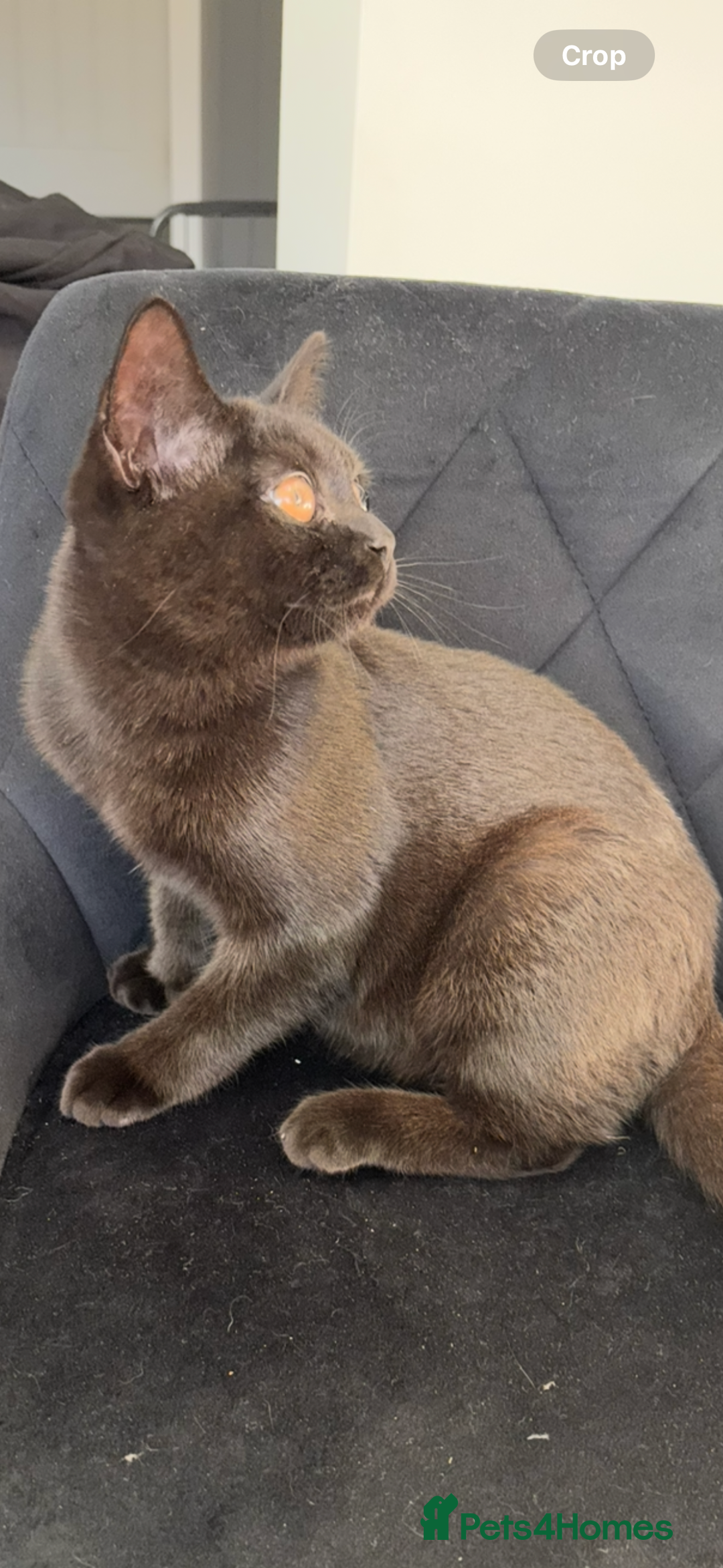 British Shorthair cats for sale: Beautiful Reg affectionate Black British shorthair - Image 7