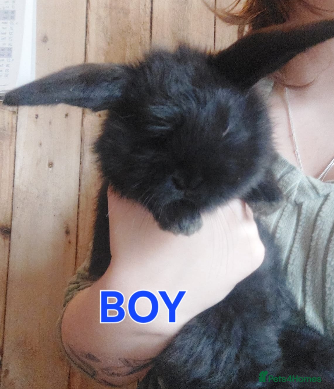Mini Lop rabbits 2 LEFT 🌟9 week old baby mini lops ☆☆Ready Now - Advert 2