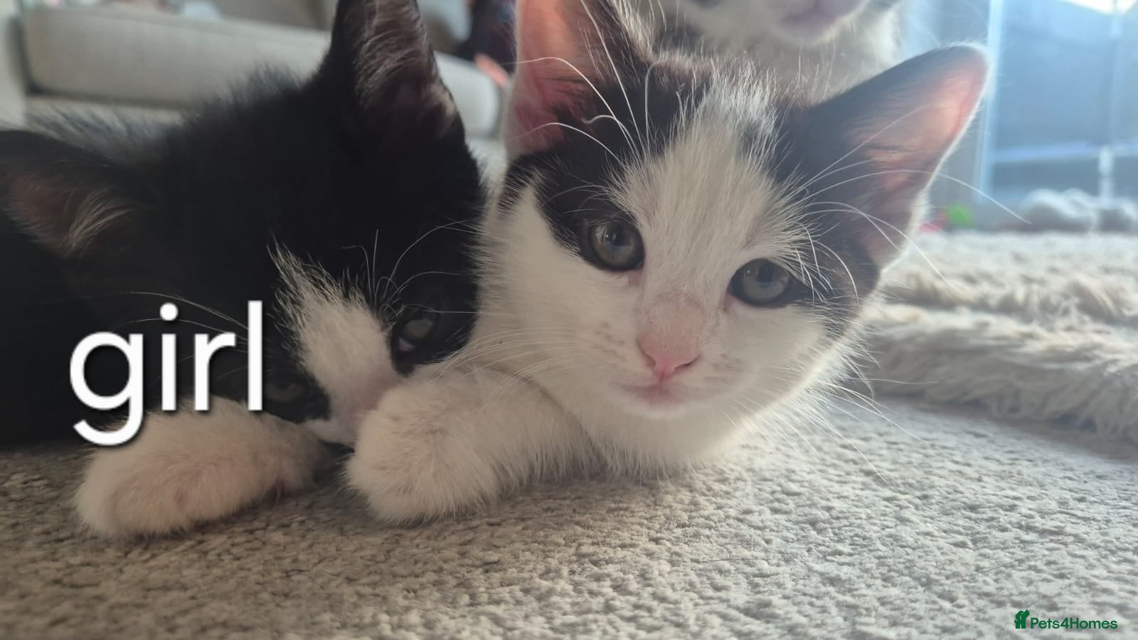 Mixed Breed cats 5 beautiful kittens - Advert 17