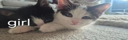 Mixed Breed cats for sale: 5 beautiful kittens in Birkenhead - Advert 3