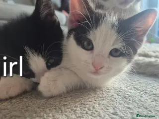 Mixed Breed cats 5 beautiful kittens - Advert 1