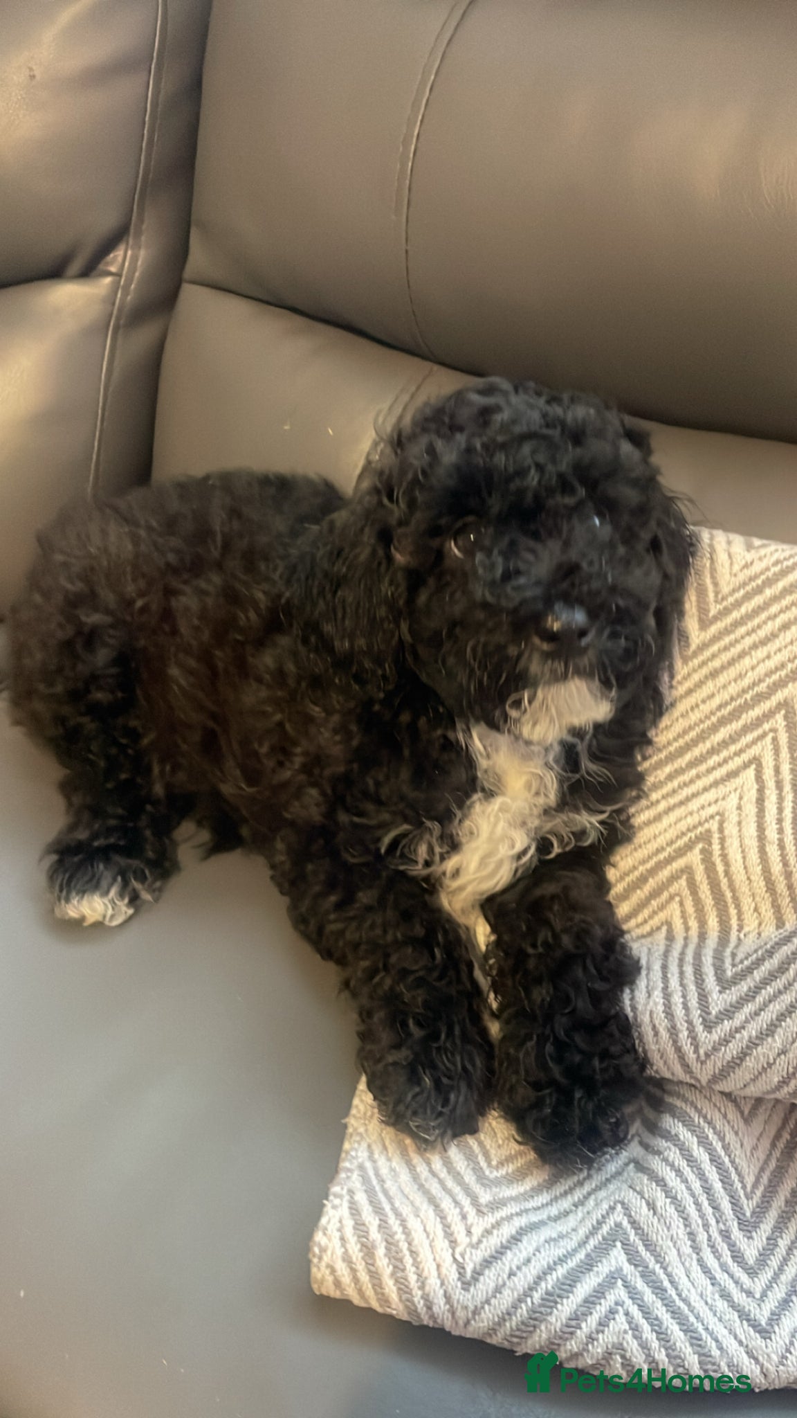 Poochon dogs Ready to leave NOW poochons🐶❤️ - Advert 1