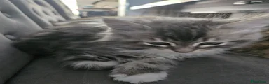 Siberian Kitten 5