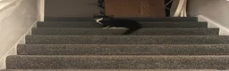 Domestic Shorthair cats for sale: Tuxedo Domestic short haired girl 8 months  in Oxford - Advert 4