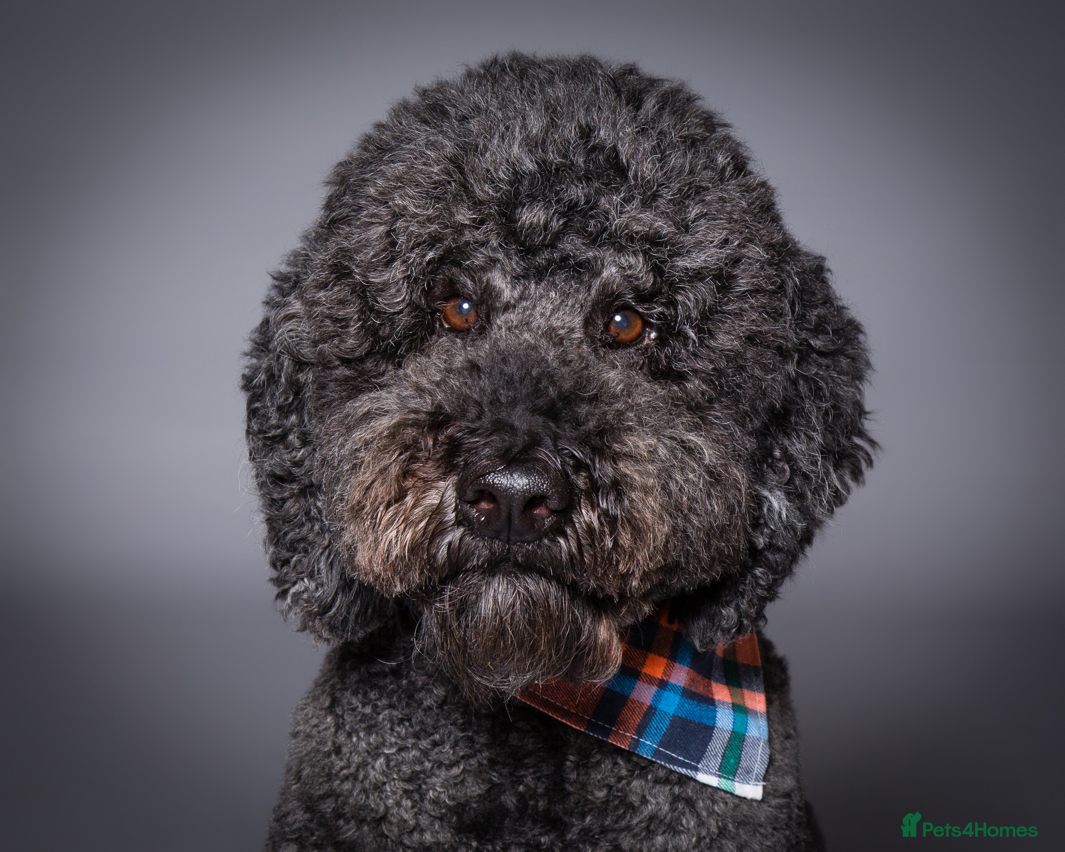 Labradoodle dogs F2B Double Furnished Extensive DNA checked Doodle in Warrington - Advert 6