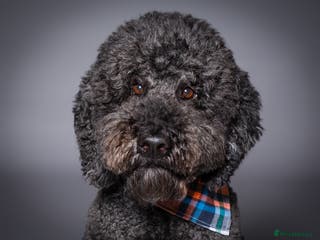 Labradoodle dogs F2B Double Furnished Extensive DNA checked Doodle in Warrington - Advert 6