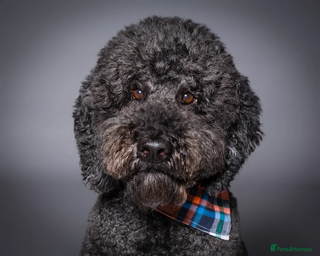 Labradoodle dogs for stud: F2B Double Furnished Extensive DNA checked Doodle in Warrington - Advert 1