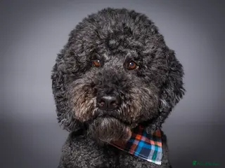 Labradoodle dogs F2B Double Furnished Extensive DNA checked Doodle in Warrington - Advert 2