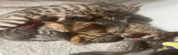 Bengal cats for sale: 2 beautiful full bengal kits - Advert 6