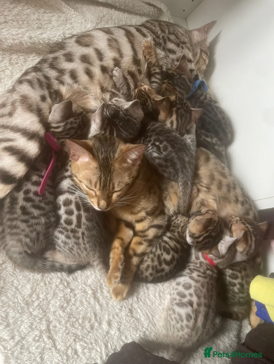 Bengal cats for sale: 2 beautiful full bengal kits - Advert 6