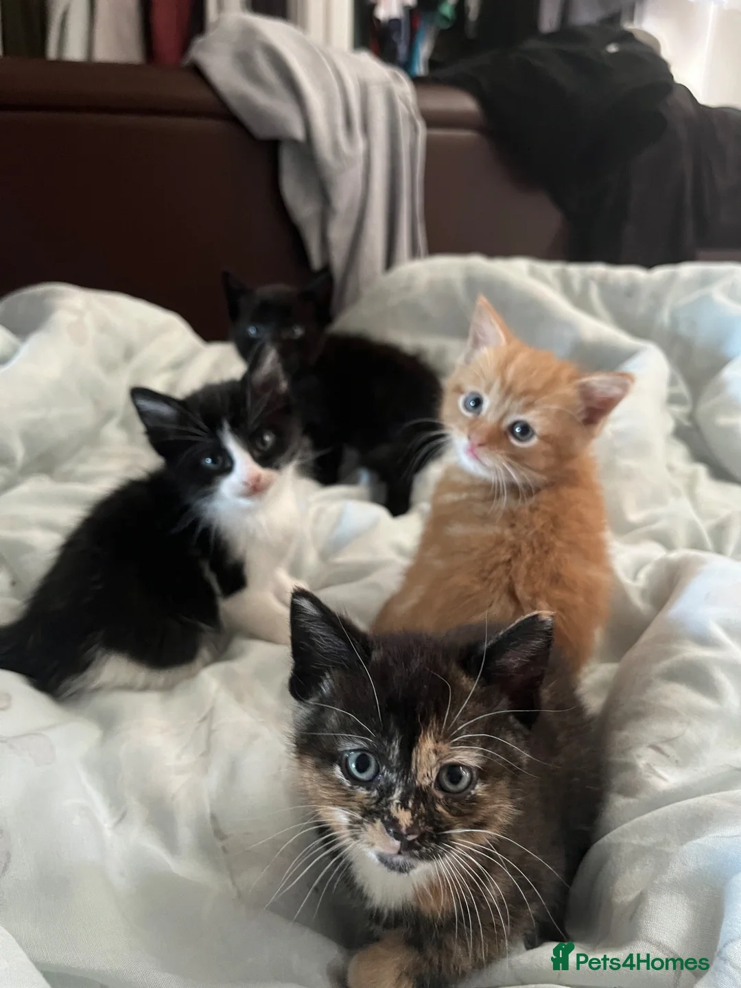 Mixed Breed cats for sale: Mixed breed kittens  - Advert 1