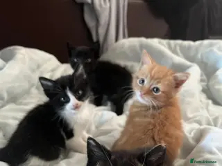 Mixed Breed cats Mixed breed kittens - Advert 1