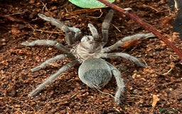 Tarantulas invertebrates for sale: Aphonopelma hentzi - Texas Tan tarantula - Image 4