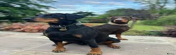 Dobermann dogs for sale: KC  reg Dobermann puppies  - Advert 8