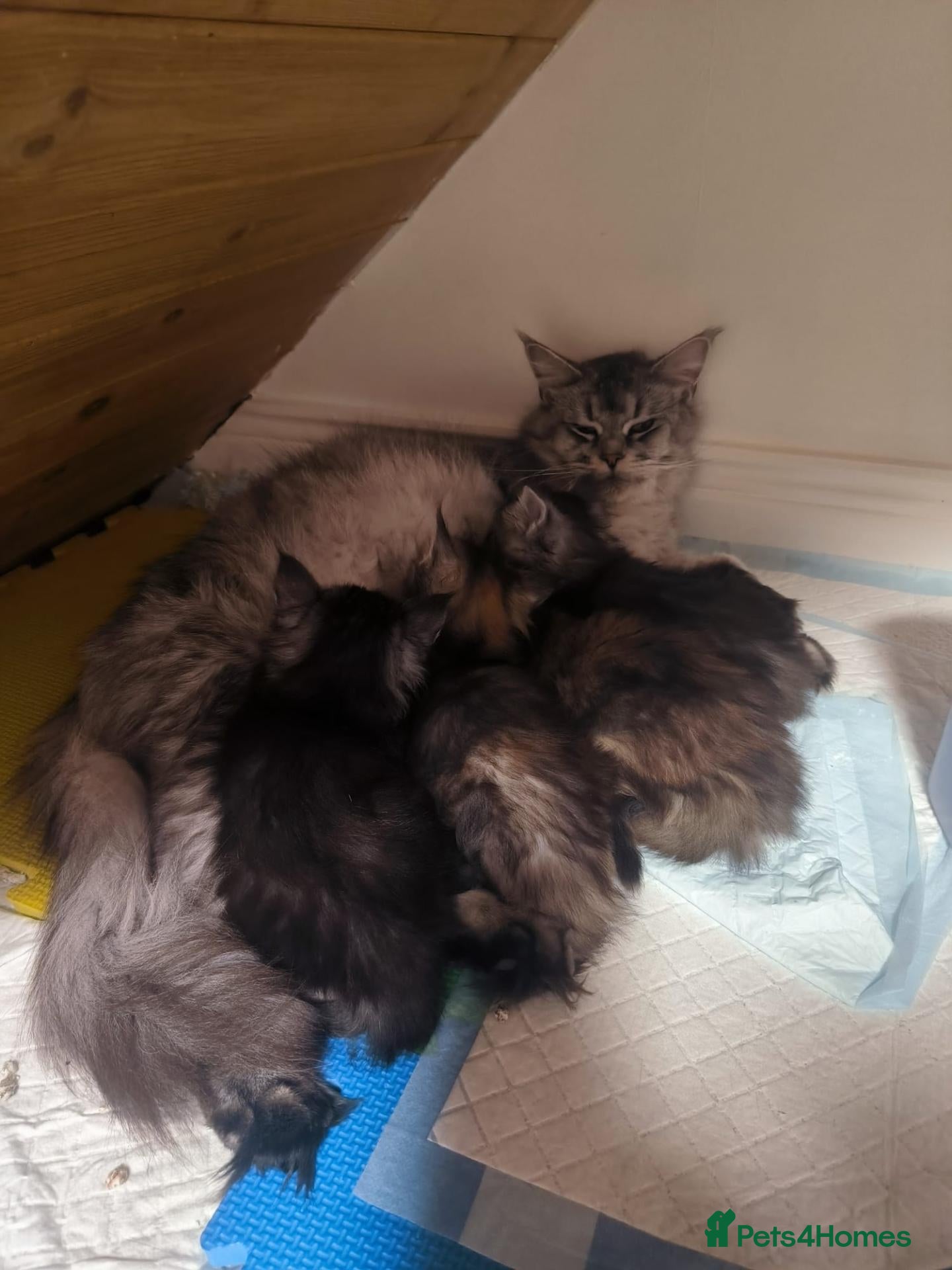 Maine Coon cats Beautiful Maine coon kittens  - Advert 2