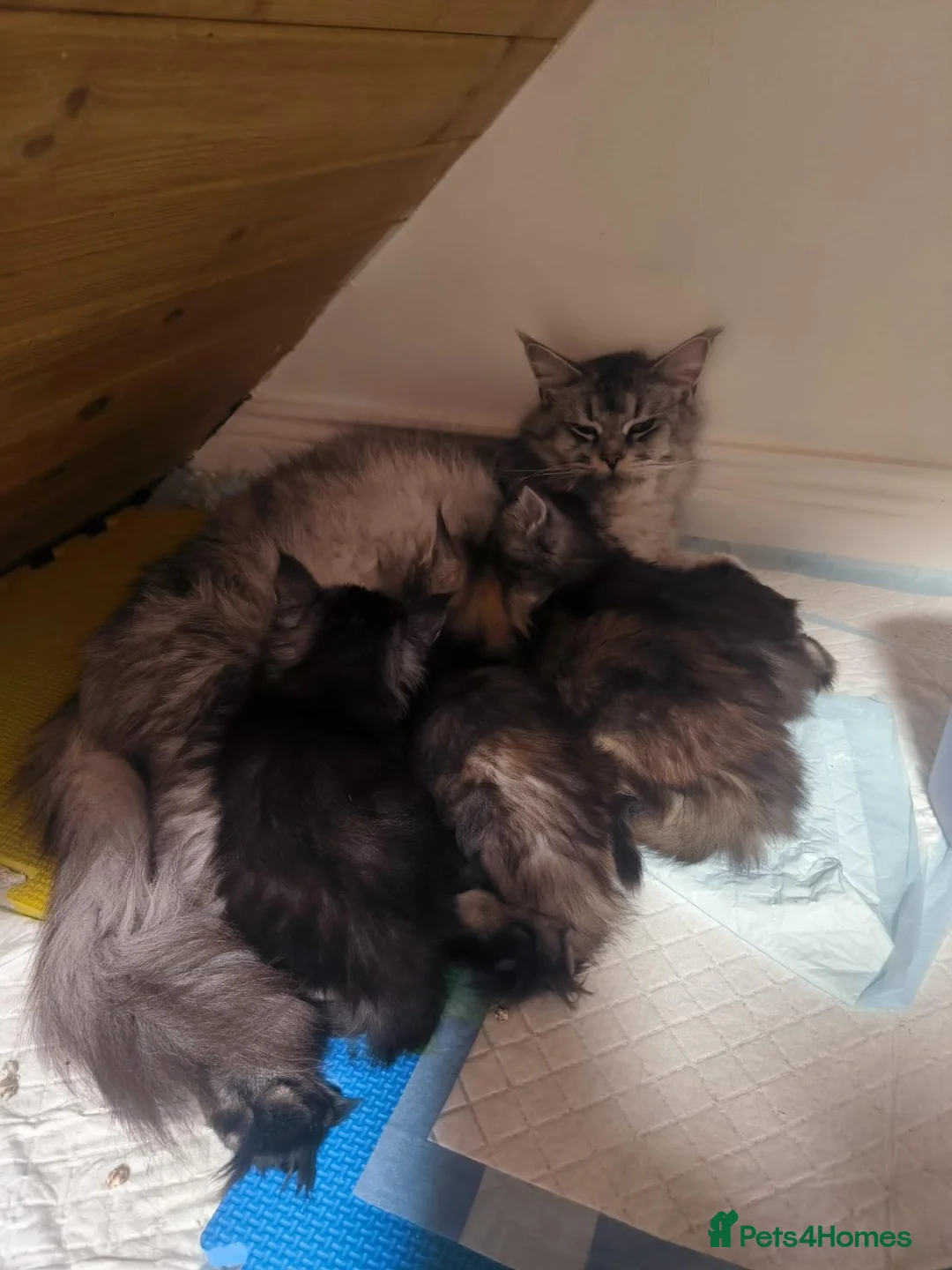 Maine Coon cats for sale: Beautiful Maine coon kittens  - Advert 2