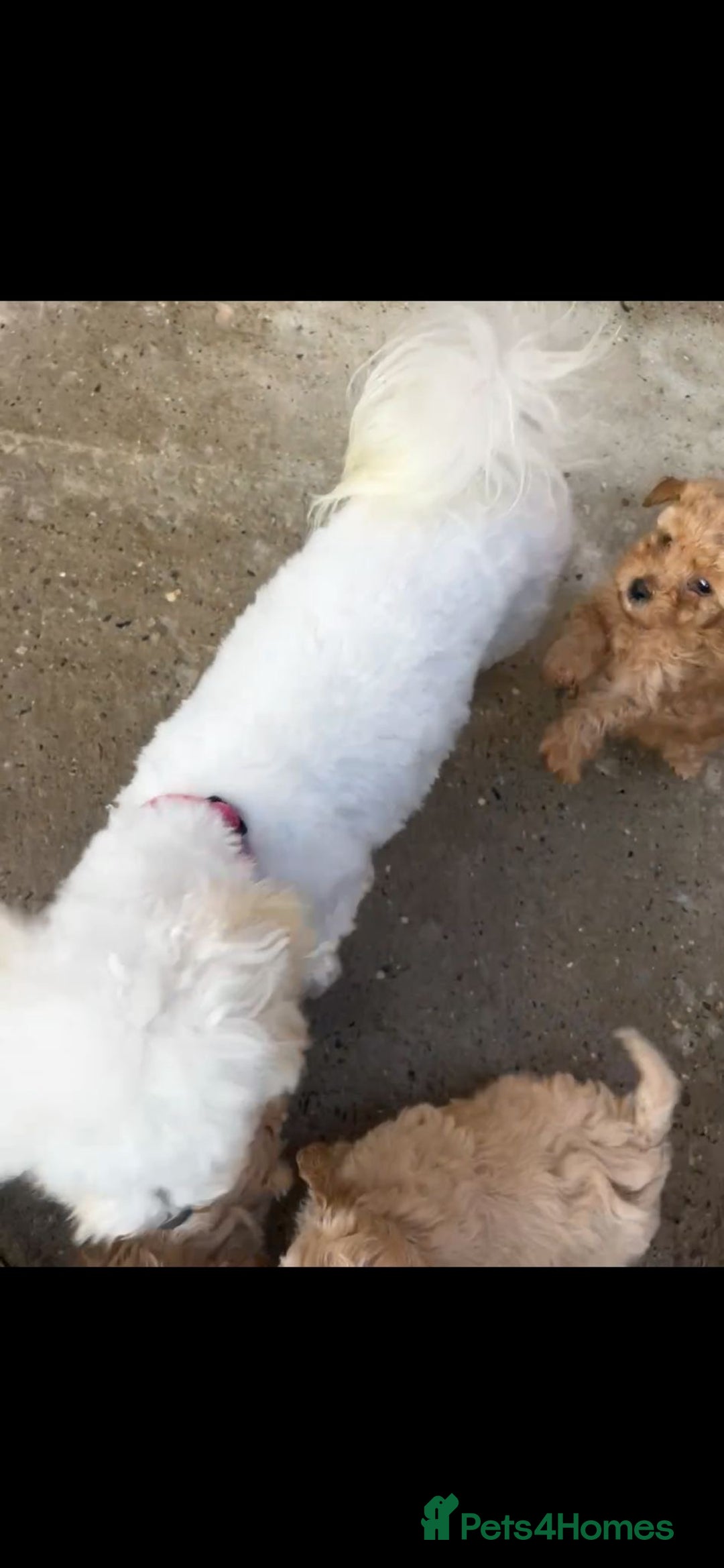 Maltipoo dogs for sale: Stunning Red Maltipoo Boys 🐶  - Image 6