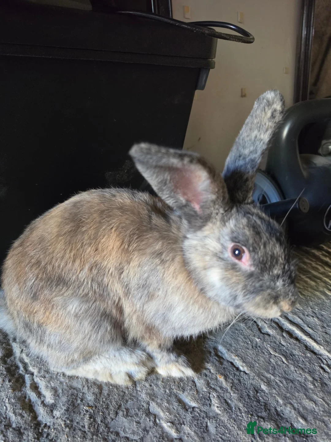 Mixed Breed rabbits for sale: Mixed Gaint Rabbits in Rainham - Advert 1