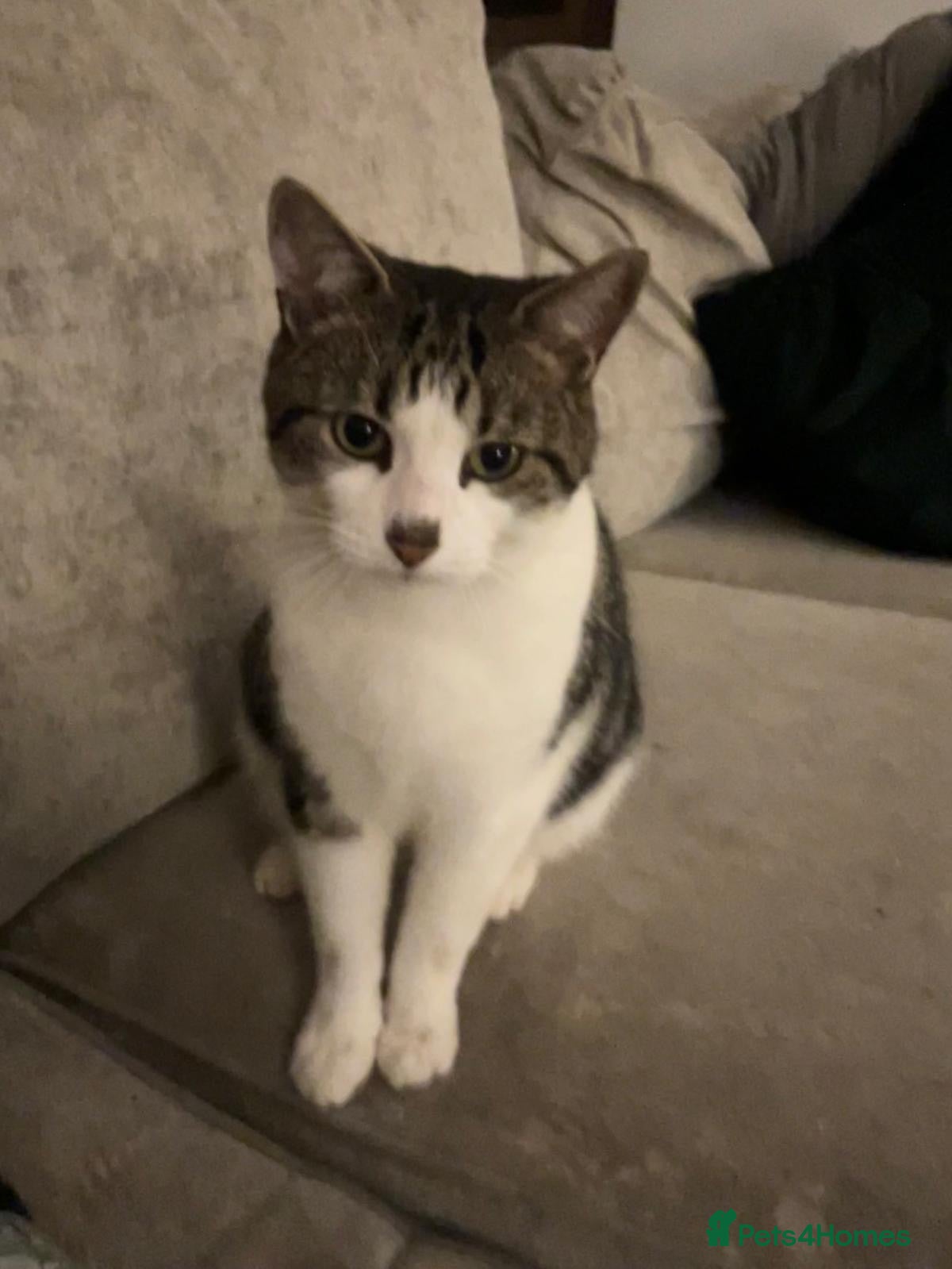 Mixed Breed cats Adult cat for adoption - Advert 15
