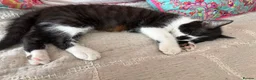 Mixed Breed cats for sale: Beautiful black-white male kitten, 3 months old in Minehead - Advert 6