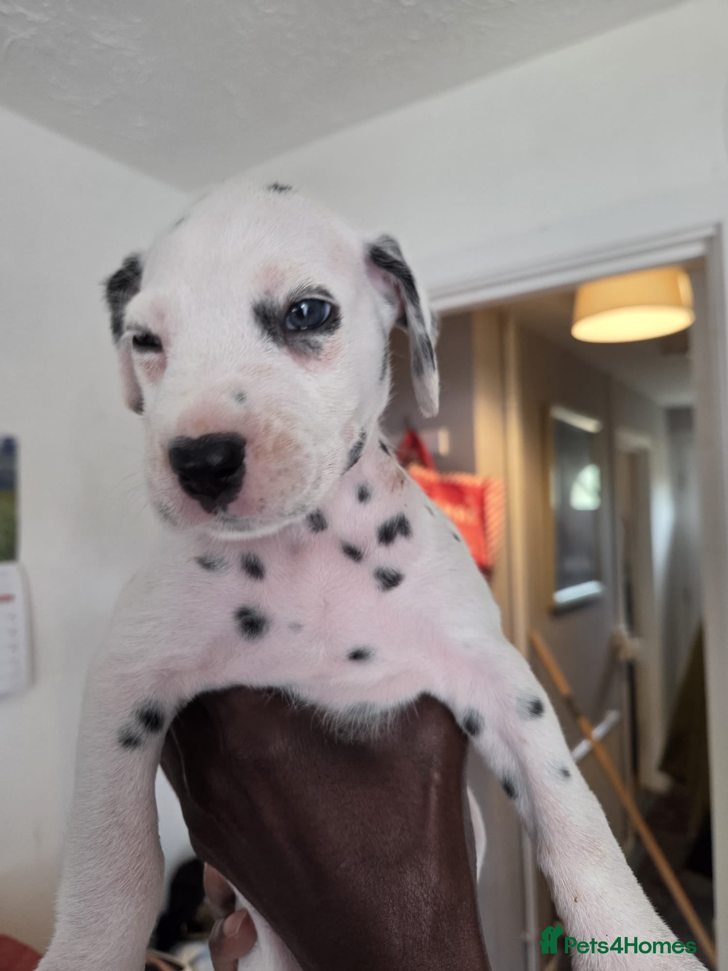 Dalmatian dogs Last 3 Dally pup looking for their forever home  - Advert 17