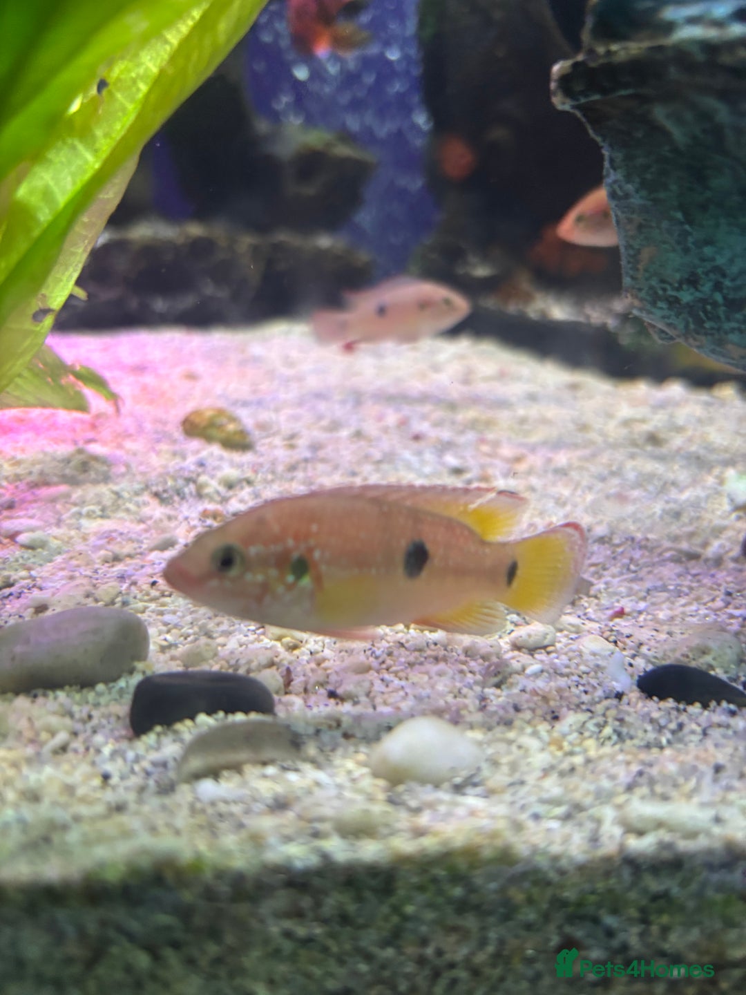 Cichlids fish for sale: Jewel Cichlids - Advert 3