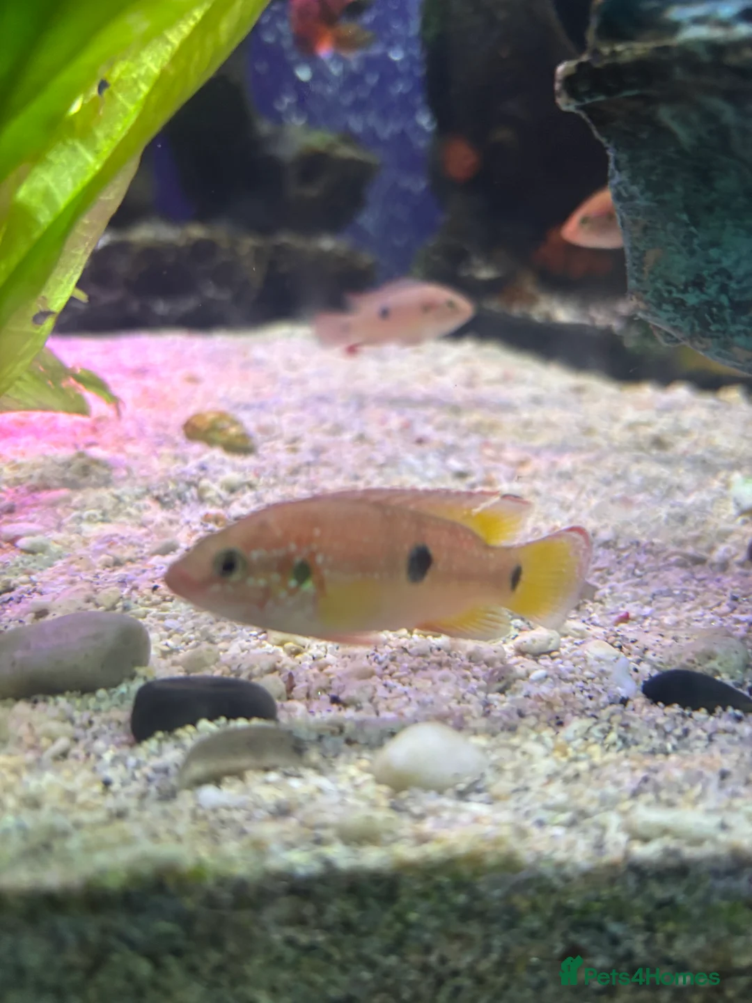 Cichlids fish for sale: Jewel Cichlids - Advert 3