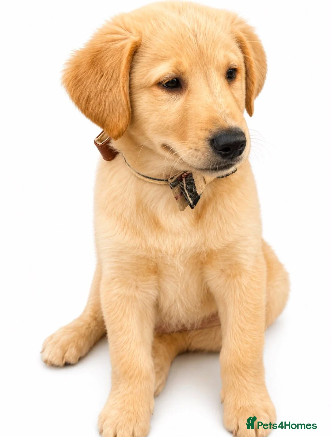 Mixed Breed dogs for sale: 1 beautiful boys left from litter of 6 - Advert 2