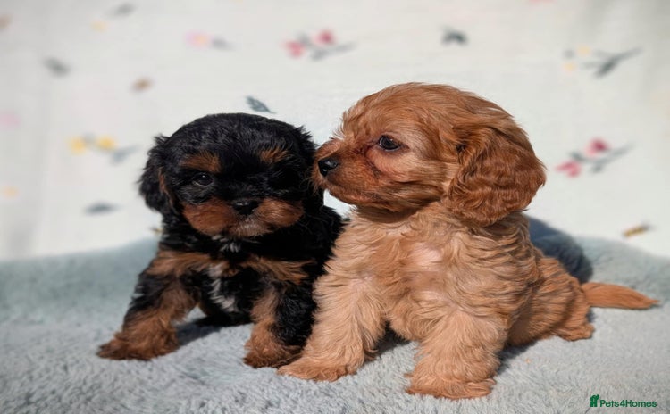 Cavapoo dogs - Advert 11