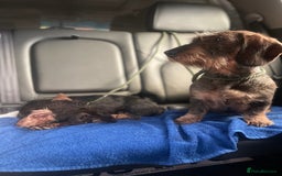 Dachshund dogs for sale: KC Register Standard Wirehaired Dachshund Puupy in Lincoln - Image 38