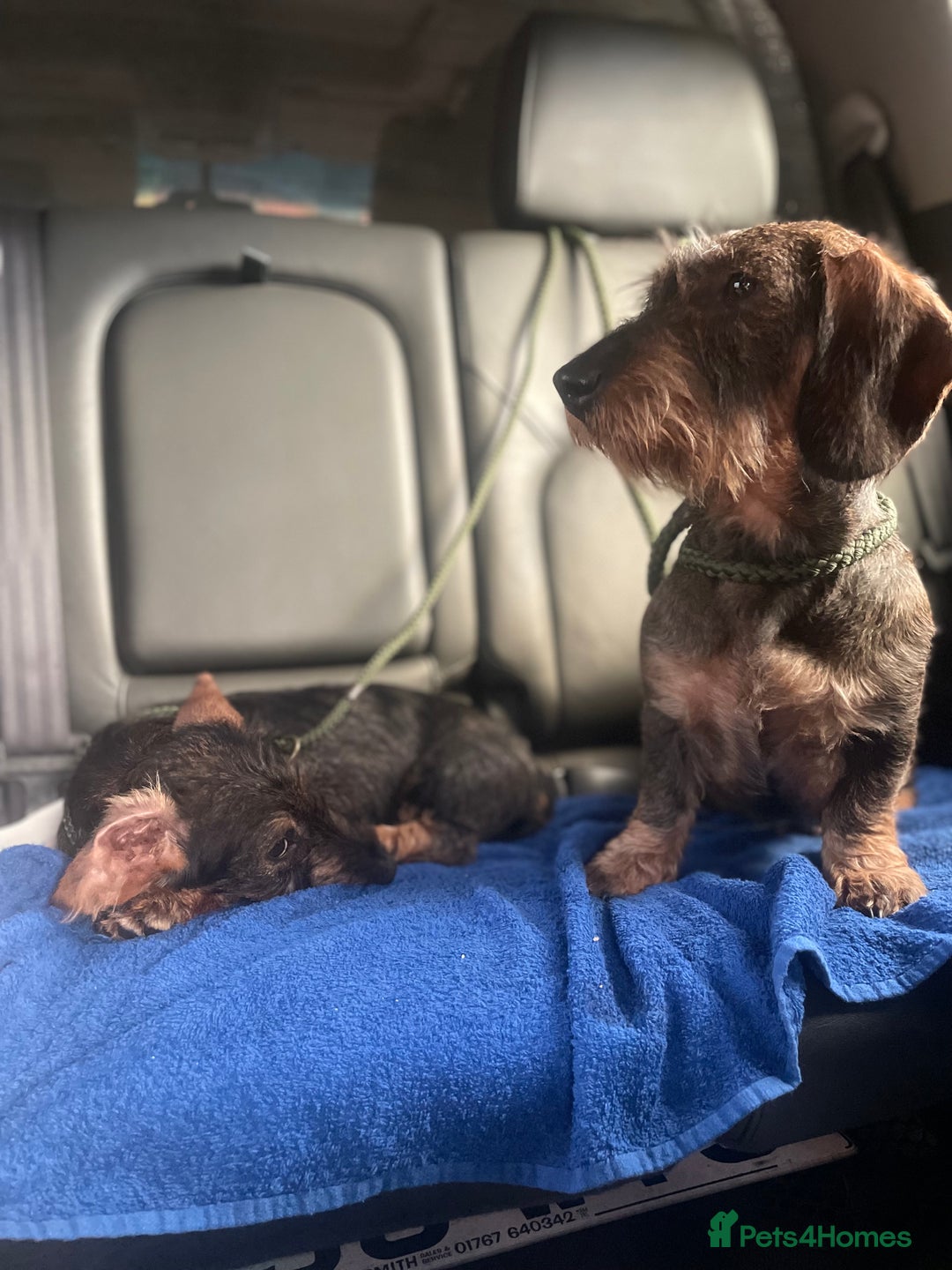 Dachshund dogs for sale: KC Register Standard Wirehaired Dachshund Puupy in Lincoln - Image 38