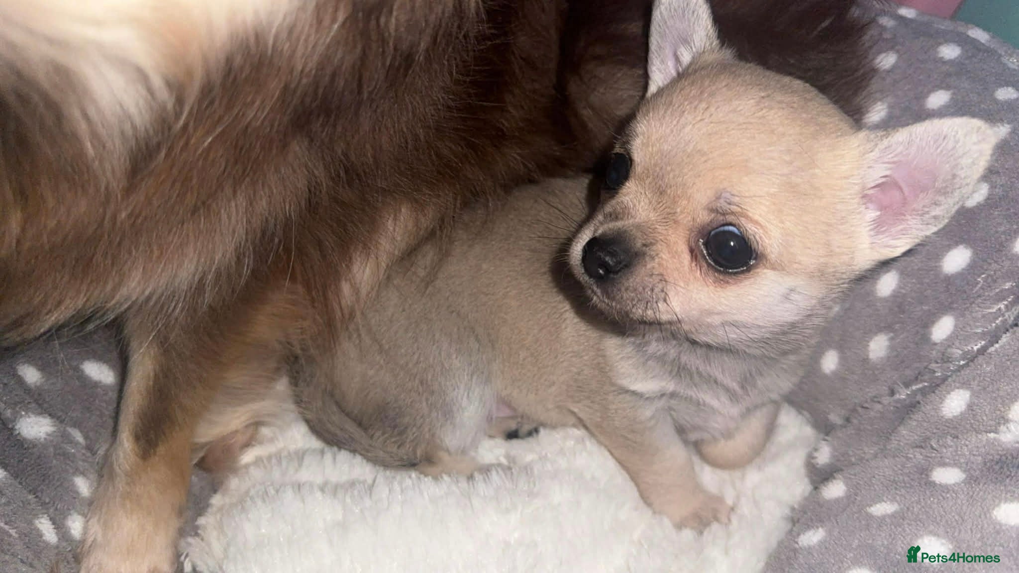 Chihuahua dogs Tiny chihuahua  - Advert 1