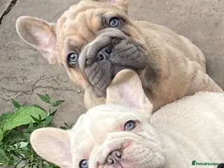 French Bulldog dogs KC QUALITY HEALTH TESTED FRENCH BULLDOG PUPPIES - Advert 2