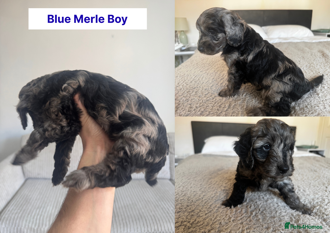Cockapoo dogs for sale: Adorable F2 Cockapoo Puppies, Ready 12 Oct - Image 12