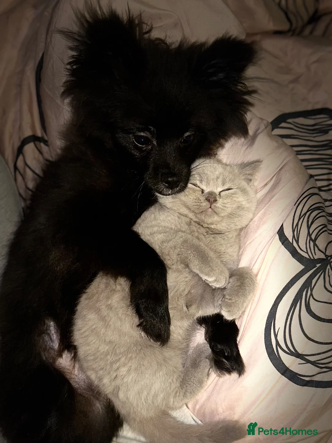 Pomeranian dogs for sale: 8 Months Old Pomeranian  in Birmingham - Advert 3