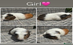 Guinea Pig rodents for sale: Purebred Teddy,Funky+smooth piggy’s (Boys+Girls) - Image 12