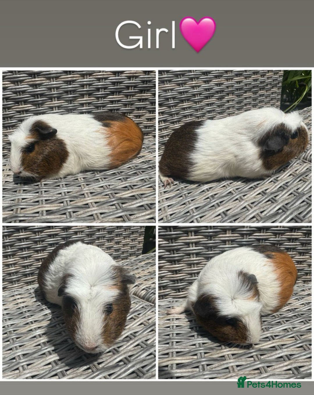 Guinea Pig rodents for sale: Purebred Teddy,Funky+smooth piggy’s (Boys+Girls) - Image 12