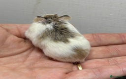 Hamster rodents for sale: Dwarf robrovski hamster babies  - Image 4