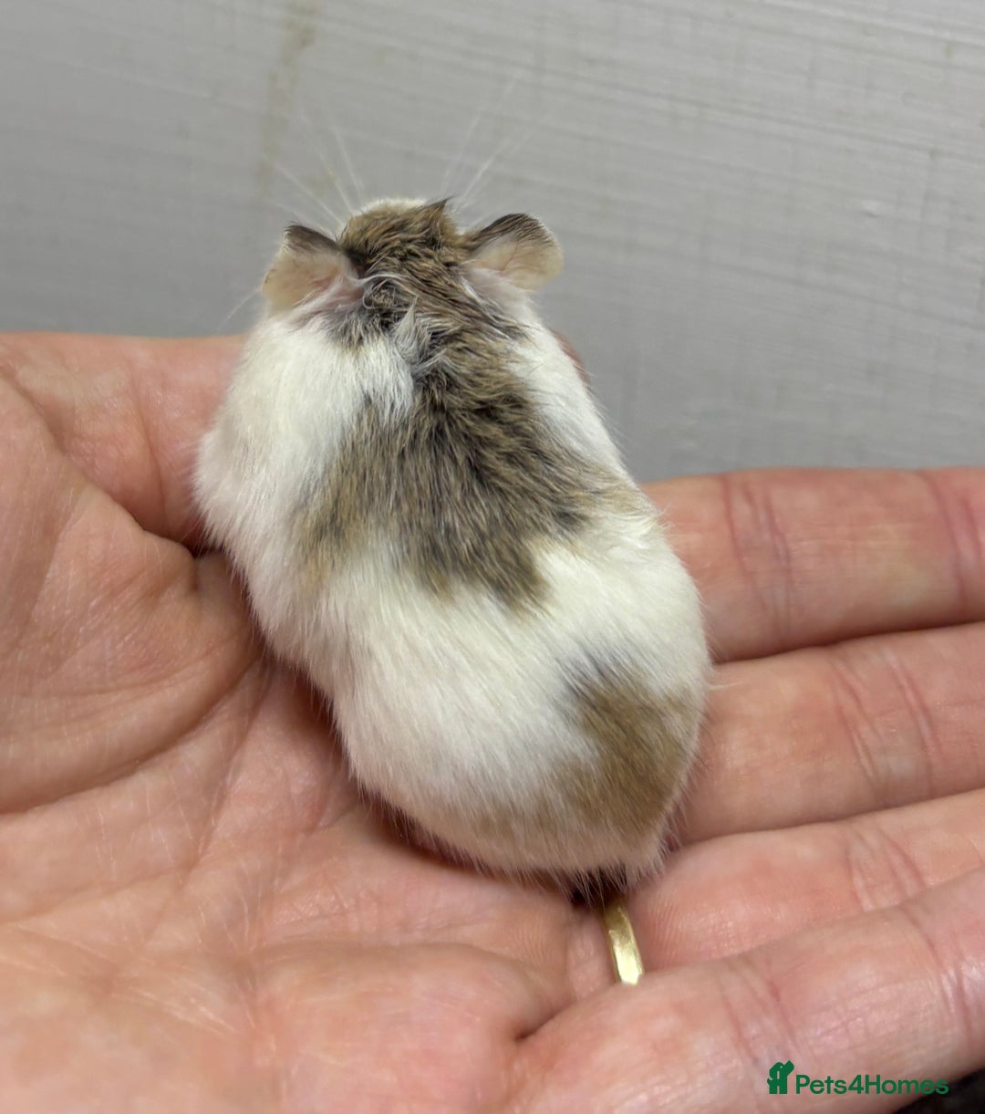 Hamster rodents for sale: Dwarf robrovski hamster babies  - Image 4