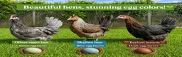 Chickens poultry for sale: Coloured hybrid hens at point of lay in Colchester - Advert 1
